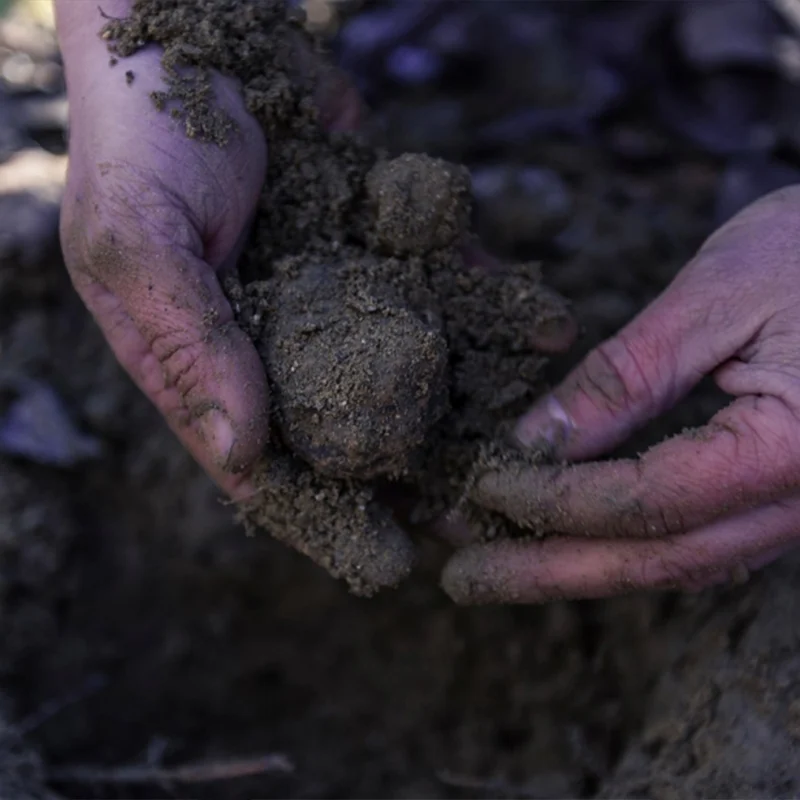 mani sporche di terra che tengono un tartufo appena raccolto.